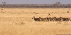 Savana