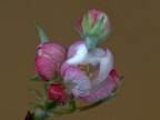 fiore di melo