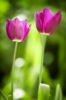 tulipani
