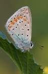 Polyommatus icarus. La mia seconda farfalla.