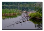 Algonquin Park - Canada
