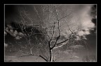 Albero