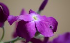 focale 300mm
1/200
f 6.3
iso 100
mano libera