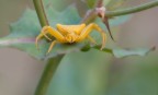 Thomisus onustus Walckenaer (ragno giallo)