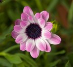 Fiore di Pasqua