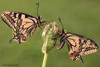 Canon 5d Canon 100 Macro 1/50 iso 500 f9
http://imageshack.us/photo/my-images/641/macaoni1500.jpg/