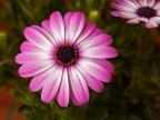 Fiore di pasquetta