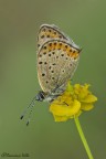 Canon 100mm. macro
f. 14
1/2 sec
ISO 100

HR
http://dl.dropbox.com/u/57928059/macro/2012/licenide%20HR.jpg
