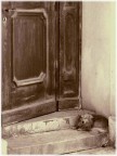 Vita da cani!