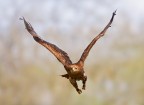 In volo