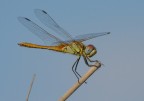 Libellula