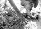 mentre portavo il cane a passeggio , ha ritrovato una vecchia bambola abbandonata e bruciata in riva al fiume.. la bambola era inquietante.. ma soprattutto lo era il modo in cui ci giocava il cane.. e ho dovuto fare qualche scatto..