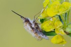 Bombylius major