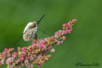 Ciao a tutti
Ingredienti:
Spadaccino
posatoio
prato
macchina fotografica
fotografo
un po' di luce... 
e tanta passione nel sangue

HR
http://dl.dropbox.com/u/57928059/macro/2012/IMG_5523HR.jpg