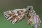 Hesperiidae Pyrgus 2