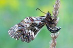 Zerynthia polyxena