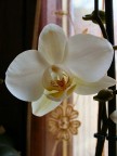 Questo  uno scatto recente, sempre con la compattina vecchiotta, in casa sono sbocciate queste orchide che urlavano per essere fotografate :)