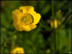 FIORE SPONTANEO