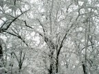 fronde
