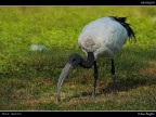 Ibis Sacro # 1