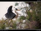 Camargue # 34
