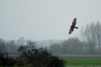 Falco di palude