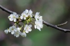 Sony Nex3, Hexanon Ar 200mm/4.0, f4, 1/1000, 200 ISO
