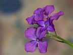 semplicemente...fiori...