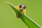 Syrphidae