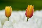 ISO 400
300 mm
f7.1
1/1250
Splendide distese di tulipani al Castello di Pralormo. Aspetto le vostre critiche.