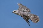In volo