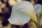 Calla 1