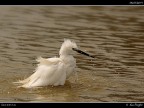 Camargue # 35