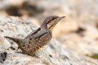 canon 1d markIV f 8 iso 320 1/2000 560mm