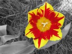 Tulipano