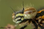 Rodagon 50mm.
f.8
14 scatti

HR
http://dl.dropbox.com/u/57928059/macro/2012/testa%20HR.jpg
C&C molto graditi

Damiano