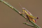 Odontopodisma decipiens