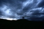 albero solitario
