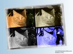 mio gatto