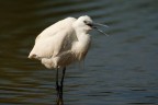 Egretta garzetta