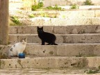 Gatti in posa