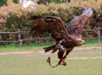 anche questa bellissima aquila femmina si puo ammirare a sant'alessio