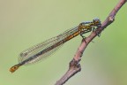 Phyrrosoma nymphula