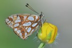 Issoria lathonia