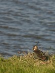 Vanellus Vanellus