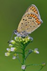 Lycaena tityrus Lycaena tityrus