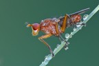 Tetanocera sp.