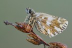 Pyrgus onopordi