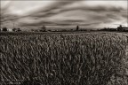 Campagna al tramonto