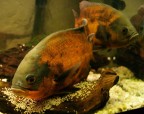 Astronotus Occellatus 1